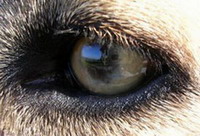 Какое зрение у собак?