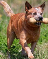 Австралийский кеттл дог (Аи Са Do, голубой хилер,австралийский хилер, австралийская пастушья собака, австралийская скотогонная собака)
