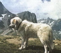 Пиренейская овчарка