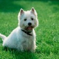 Вест  хайлен уайт терьер (West Highland White Terrier)