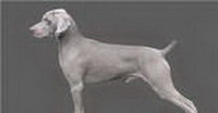 Веймарская легавая (Weimaraner Vorstehhund)