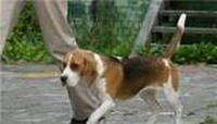 Бигль (Beagle)