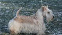 Вест хайленд вайт терьер (West Highland White Terrier)