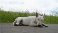 Бультерьер (English Bull Terrier)