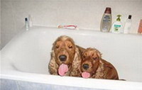 Какой температуры должна быть вода для мытья собаки?