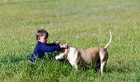 Правила поведения с незнакомыми собаками (для детей)