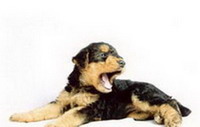 Селекция собак против аномалии в экстерьере