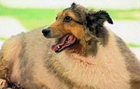 Проблемы с избыточным весом у собак