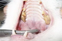 Можно ли снять зубной налет у собаки ногтем?