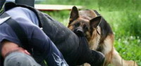 Агрессивное поведение собак: причины, предотвращение, коррекция, как защититься от нападающей собаки