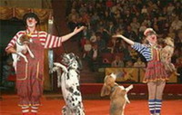 Цирковая дрессировка собак