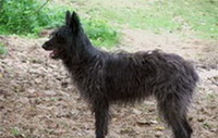 Арденнский бувье (Ardennes cattle dog)