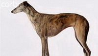 Испанский гальго (Spanish Greyhound)