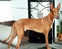 Фараонова собака (Pharaoh hound)