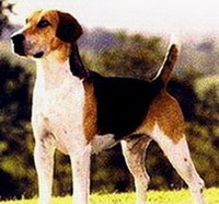Уэльская гончая (Welsh hound)